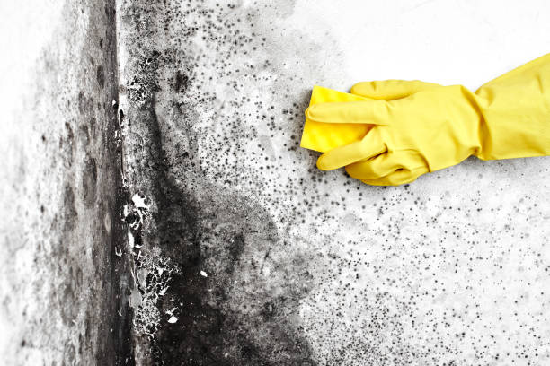 Best Emergency Mold Remediation in Wheaton, IL
