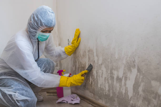 Best Health and Safety Mold Remediation in Wheaton, IL