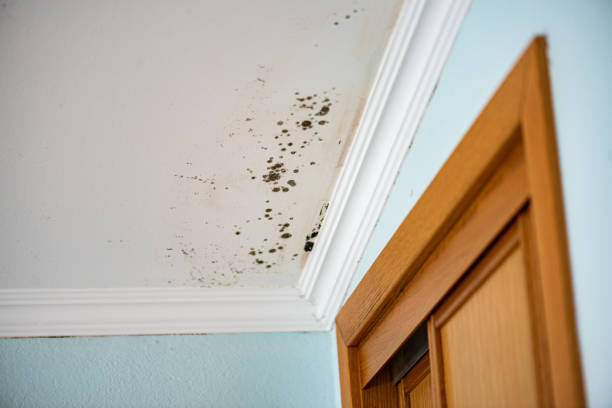 Best Industrial Mold Remediation in Wheaton, IL