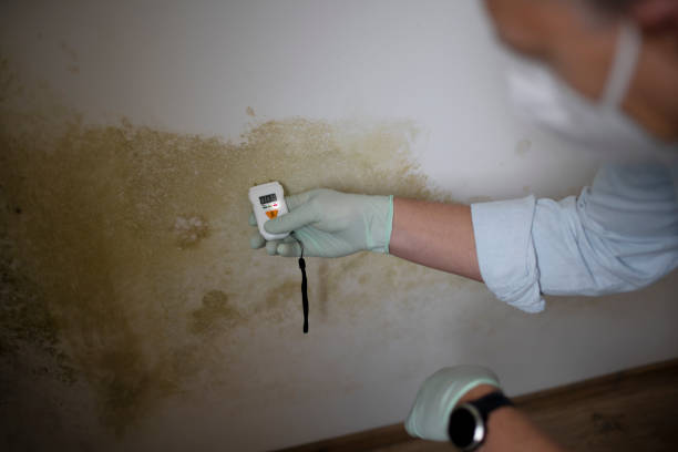 Best White Mold Remediation in Wheaton, IL