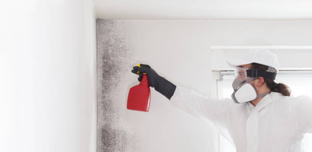 Best Post-Flood Mold Remediation in Wheaton, IL