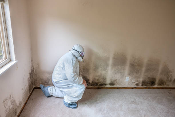 Best DIY Mold Remediation Support Services in Wheaton, IL