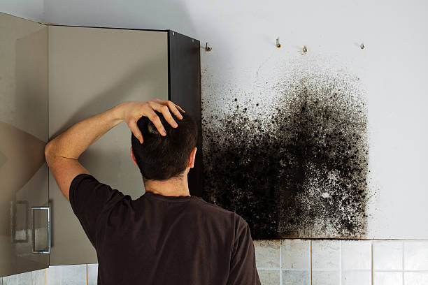 Best Mold Testing and Inspection Services in Wheaton, IL